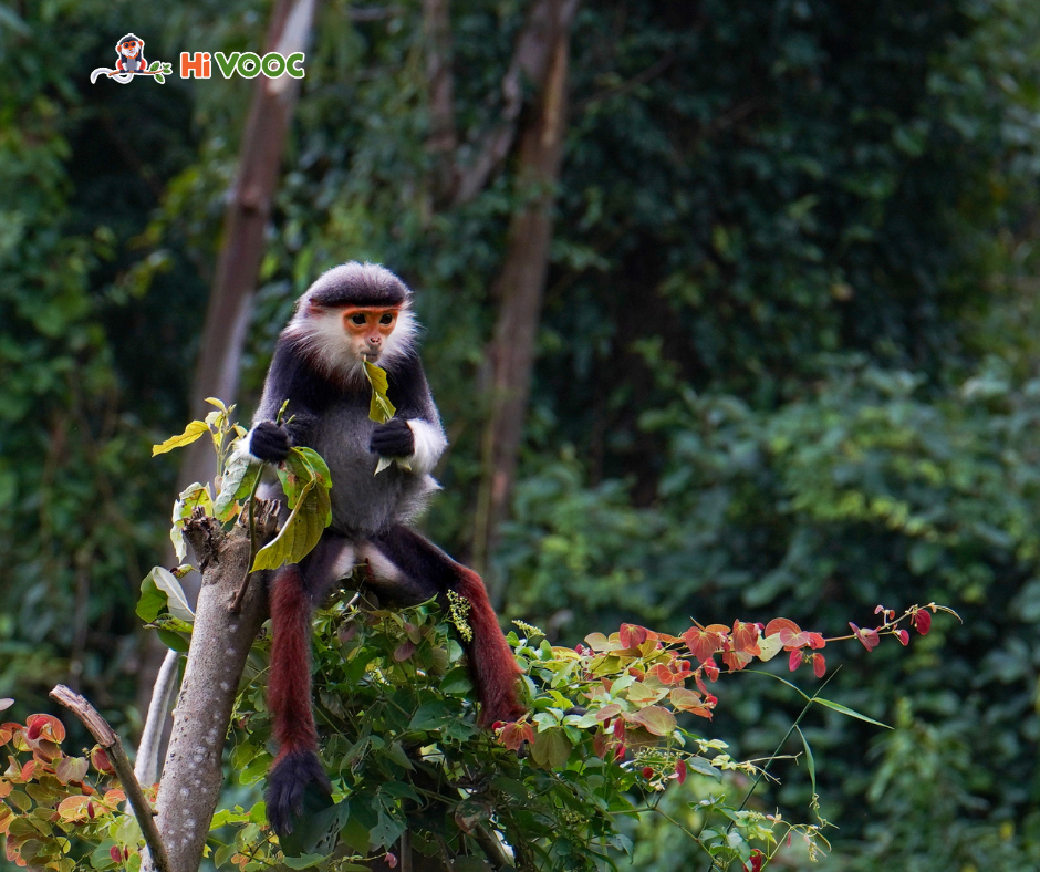 a red-shanked douc eating in Son Tra
