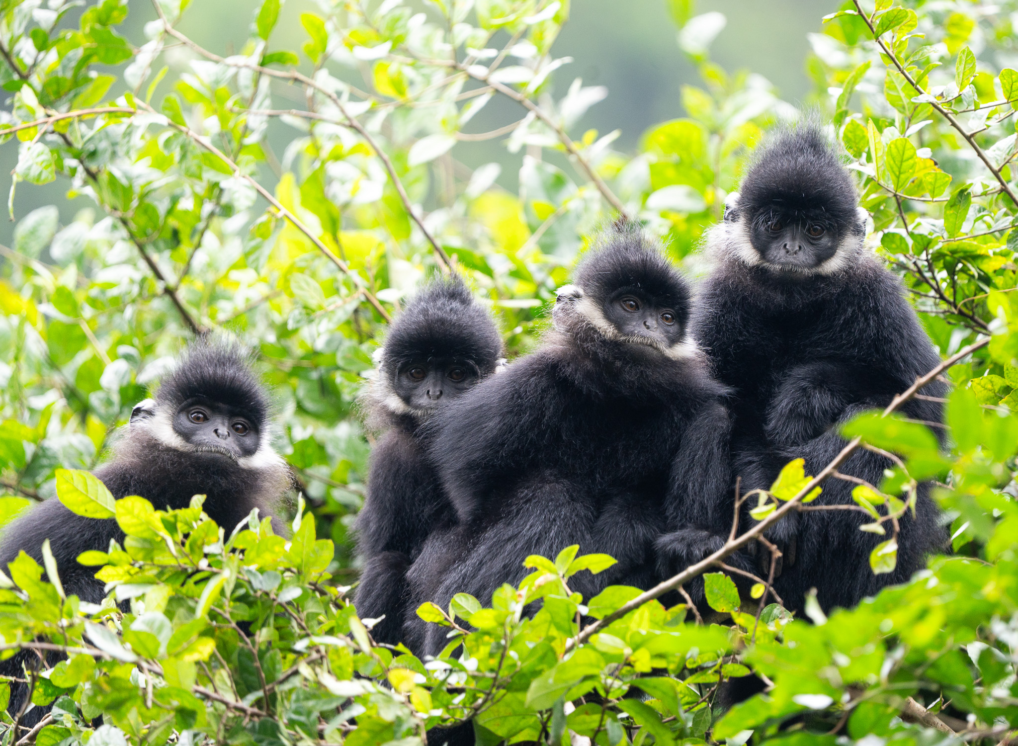 Ha Tinh langur