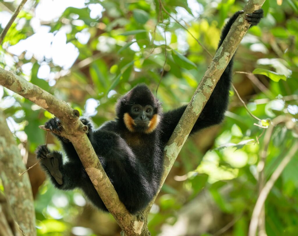2-day Vietnam Primate Photography Tour