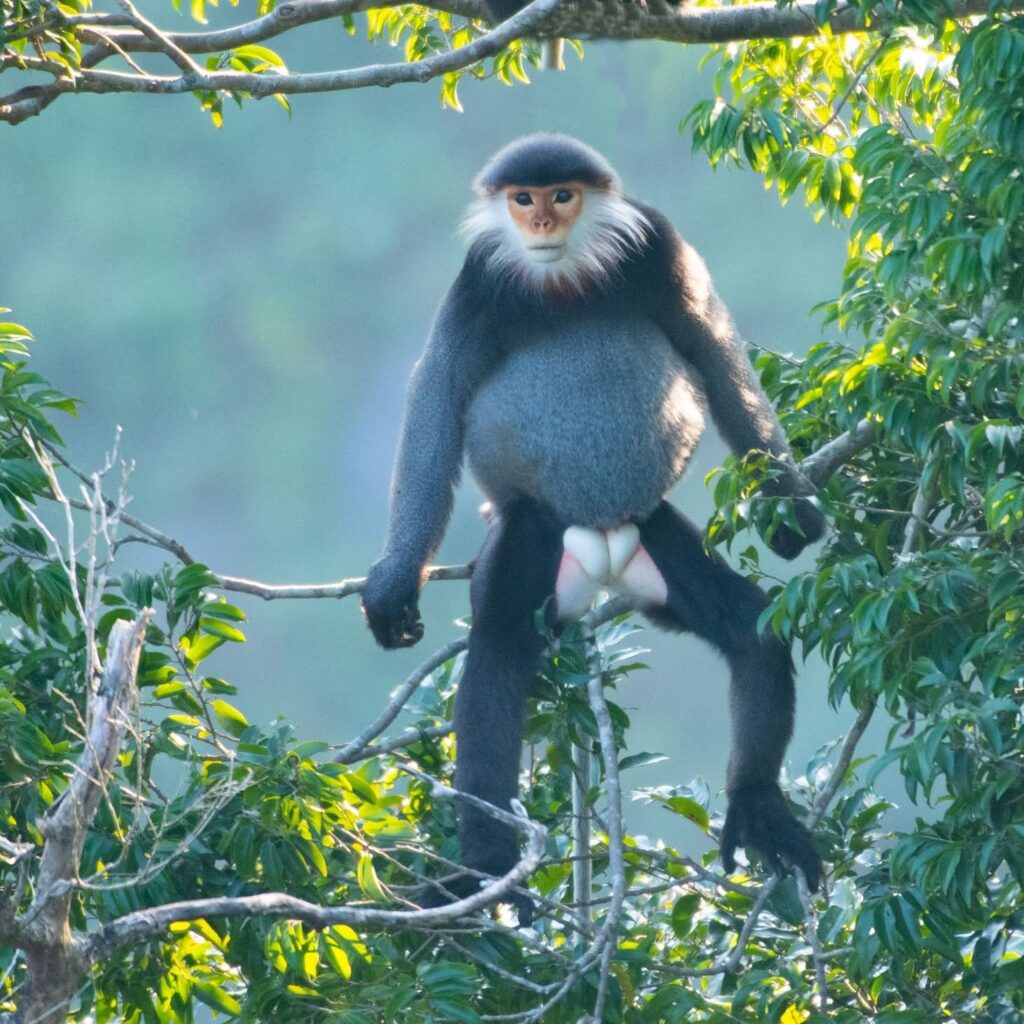 3-day Vietnam Primate Photography Tour