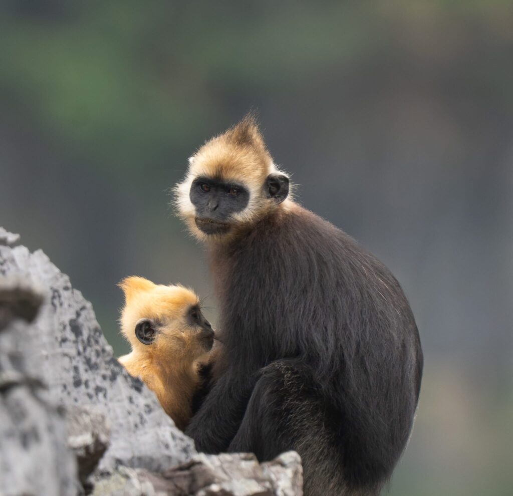 15-day Vietnam Primate Photography Tour
